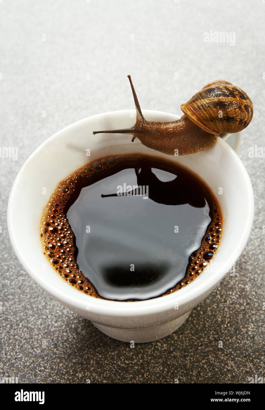 Escargot assoiffé assis sur le dessus de la tasse de café, l'escargot se reflète dans le café Banque D'Images