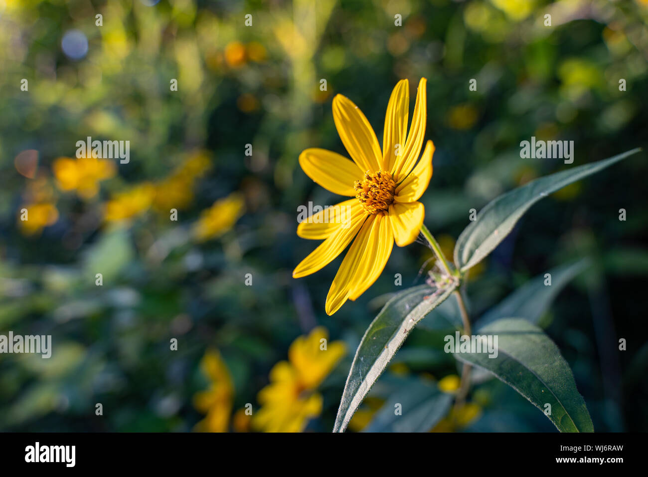 En fleur tournesol forestiers pendant un été au Minnesota Banque D'Images