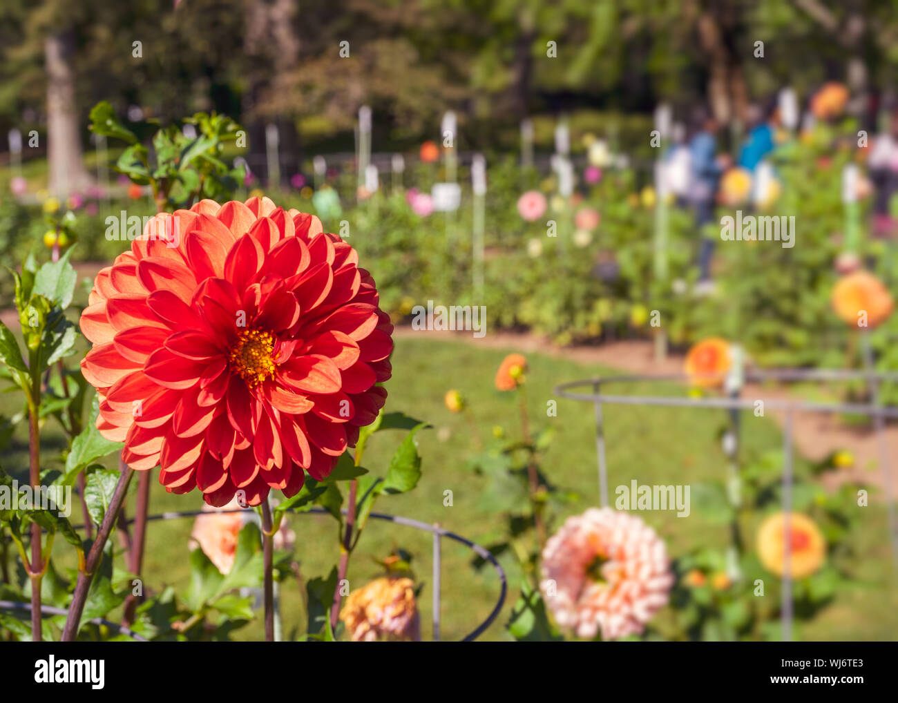 Les personnes qui visitent un dahlia afficher jardin dans les jardins publics de Halifax, Nouvelle-Écosse, Canada. Banque D'Images