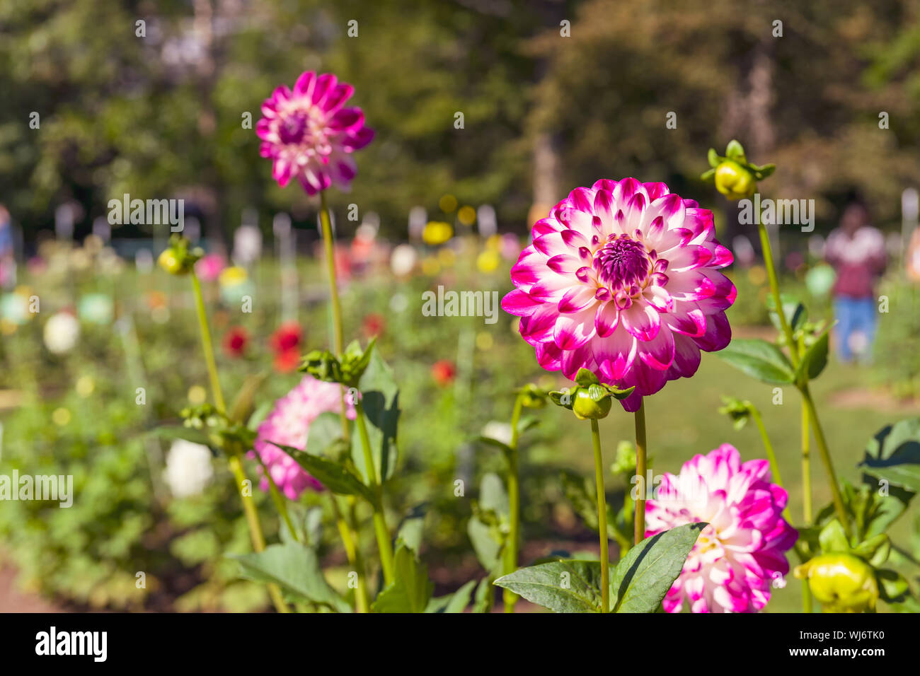 Les personnes qui visitent un dahlia afficher jardin dans les jardins publics de Halifax, Nouvelle-Écosse, Canada. Banque D'Images