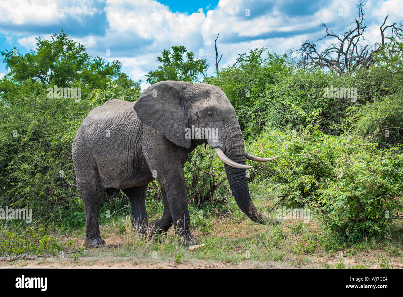 L'éléphant au parc national Kruger, Afrique du Sud. Banque D'Images