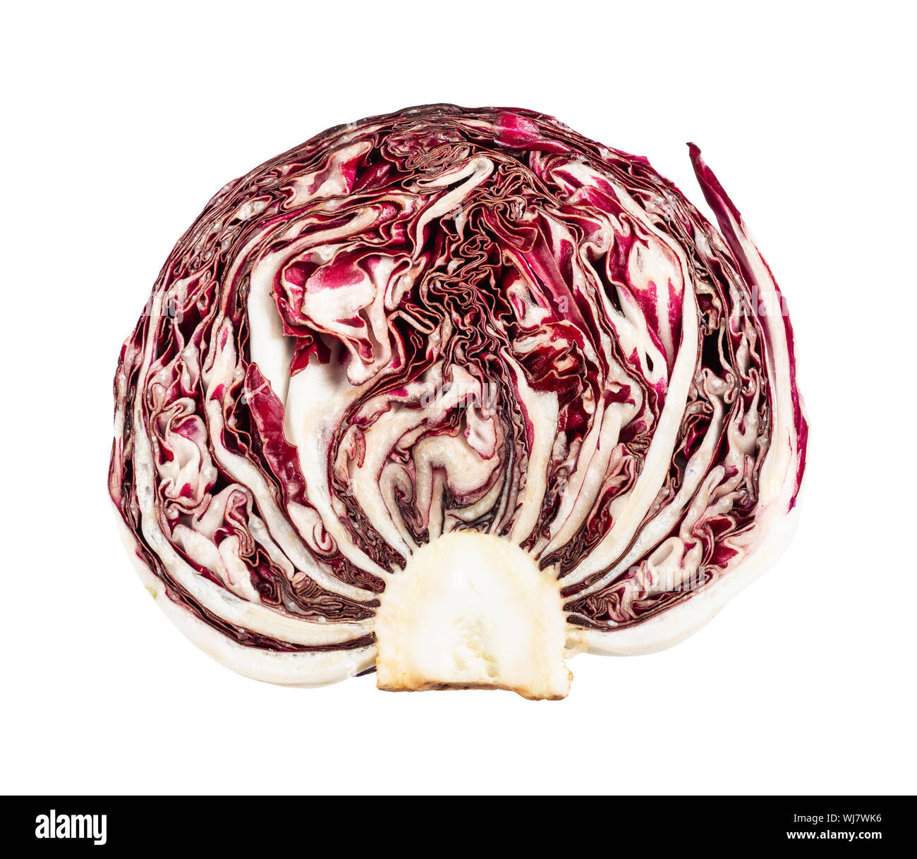 Section de tête de feuilles de radicchio (chicorée italienne) découper sur fond blanc Banque D'Images