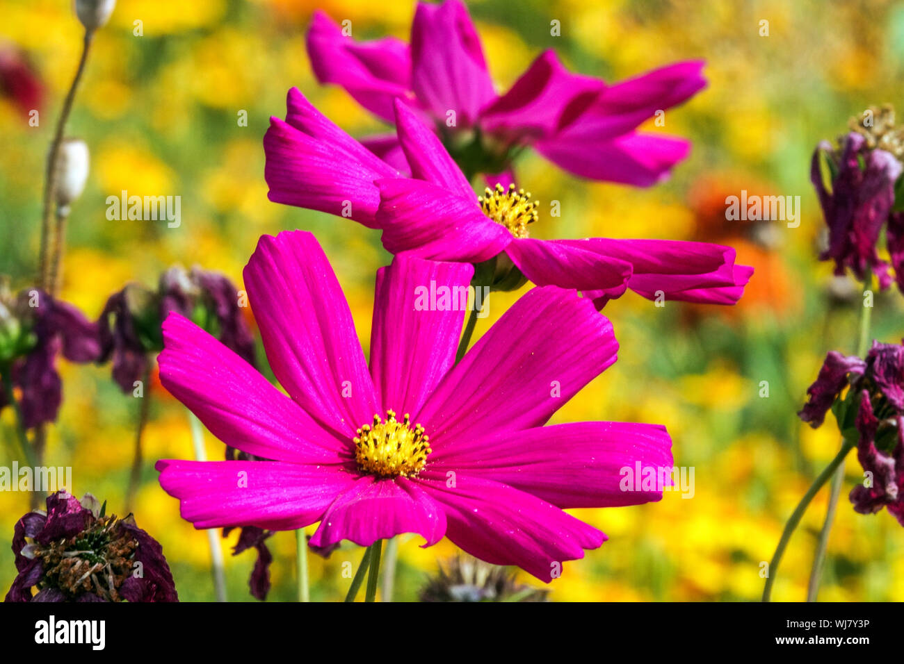 Les fleurs annuelles de couleur pourpre, Cosmos bipinnatus jardin mexicain, aster, la beauté de l'été, parterre de plantes mixte, août Banque D'Images