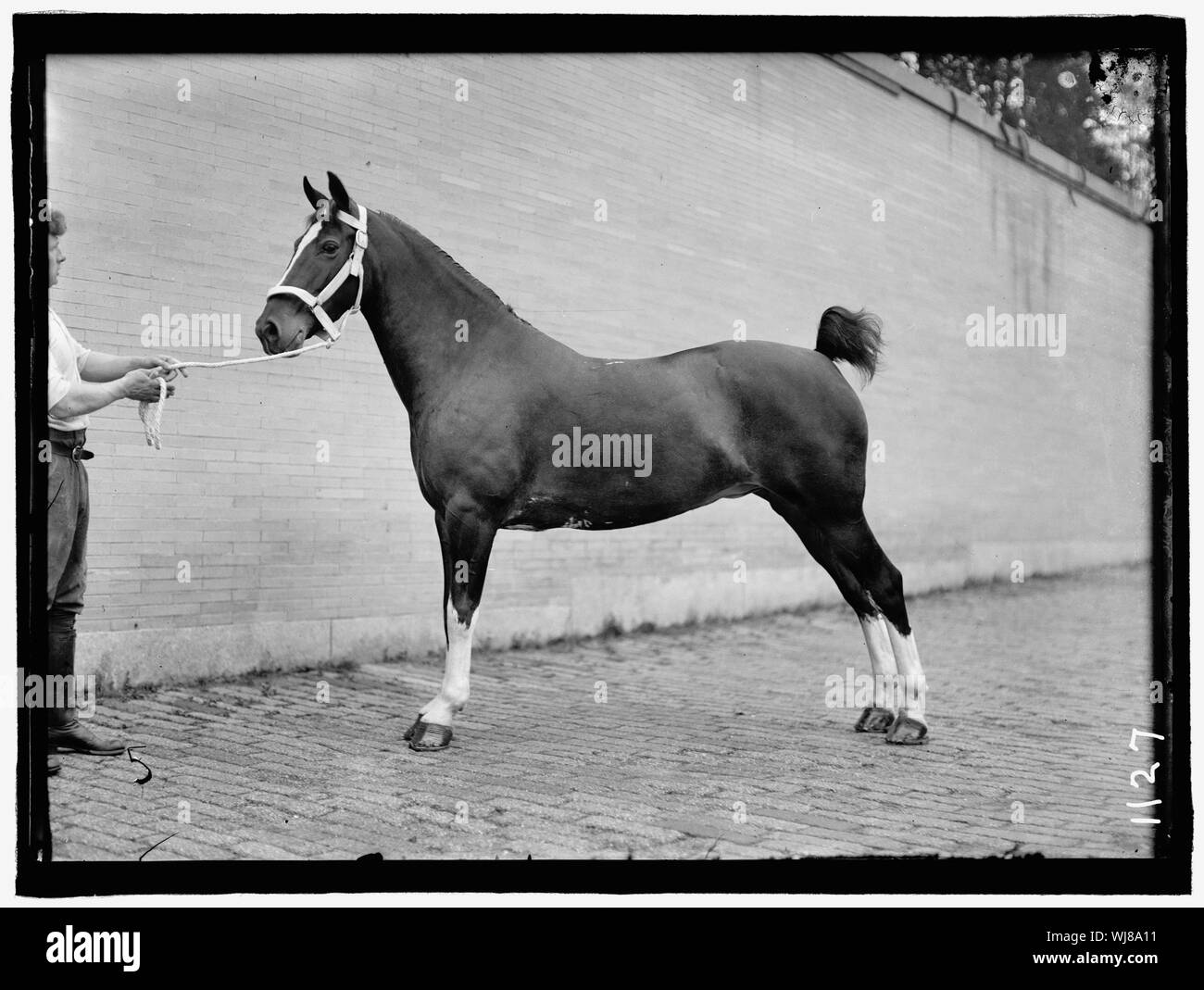 Spectacles de chevaux. McLEAN, JOHN ROLL. Ses chevaux Banque D'Images