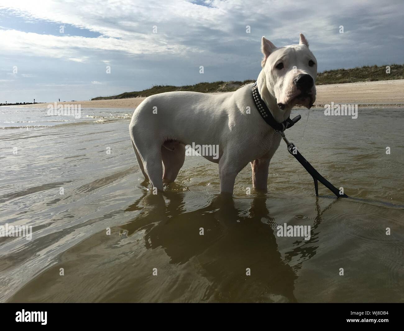 Portrait of white American Staffordshire Terrier en mer Banque D'Images