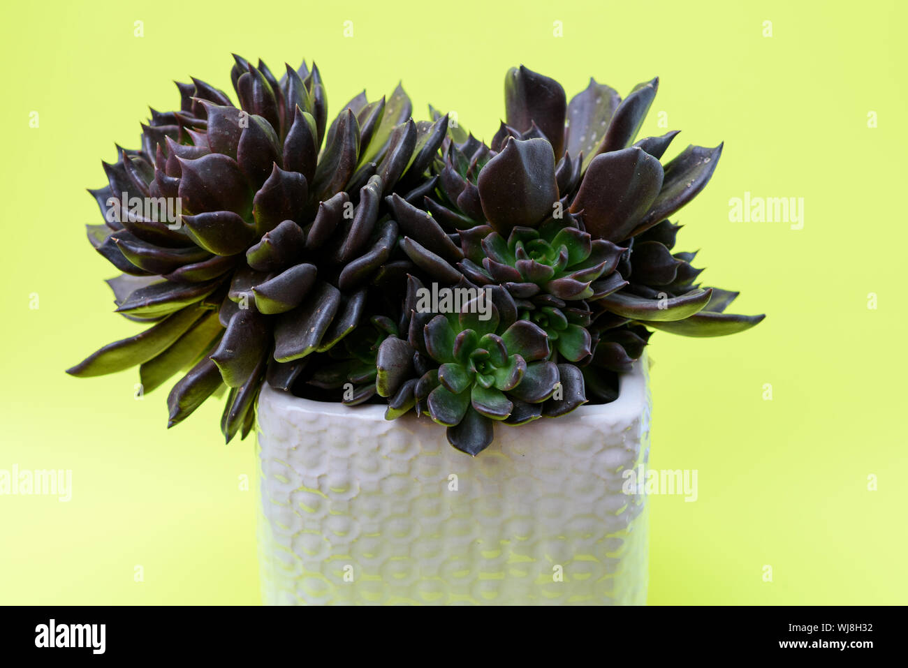 Cactus plante grasse Echeveria Prince Noir en pot de fleur de couleur  blanche sur fond jaune Photo Stock - Alamy