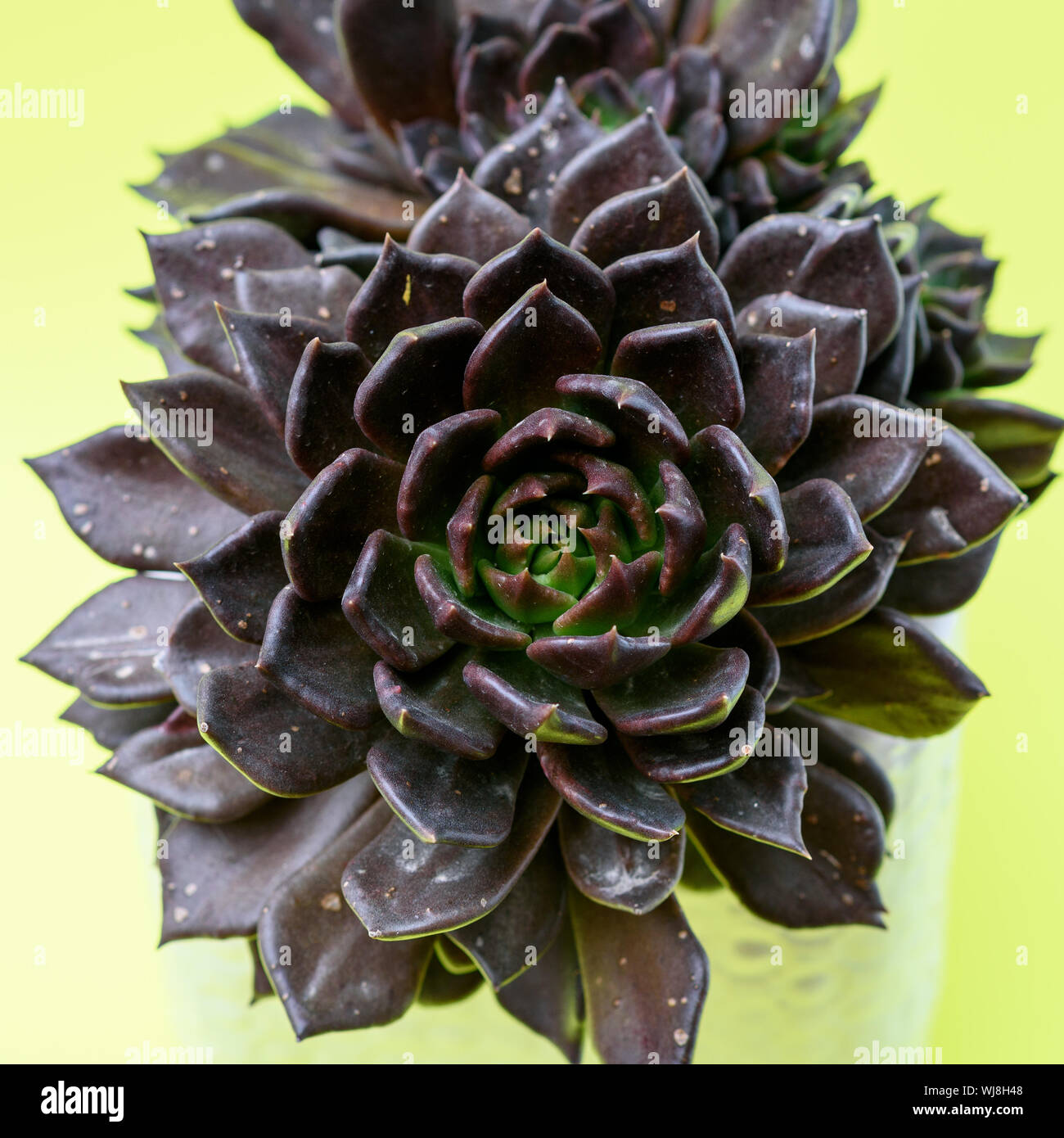 Cactus plante grasse Echeveria Prince Noir en pot de fleur de couleur  blanche sur fond jaune Photo Stock - Alamy