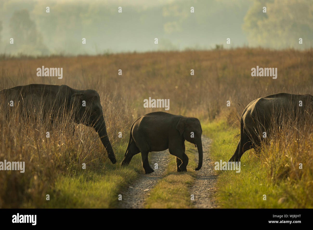 Bébé éléphant asiatique, protégé par deux adultes et crossing ghat à Corbett National park Banque D'Images