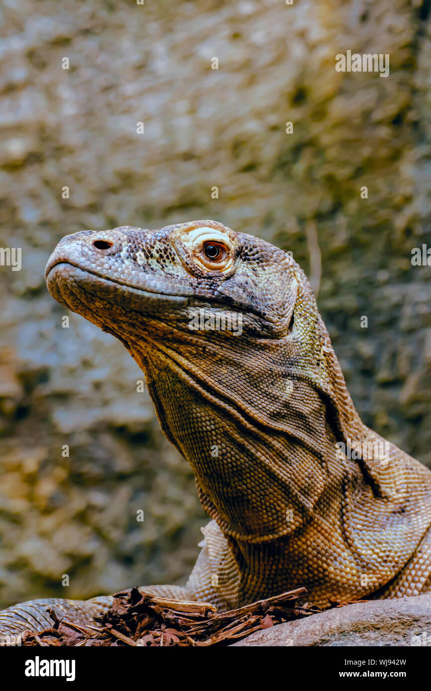 Drangon Komodo à Zoo de Paignton, Devon, UK Banque D'Images