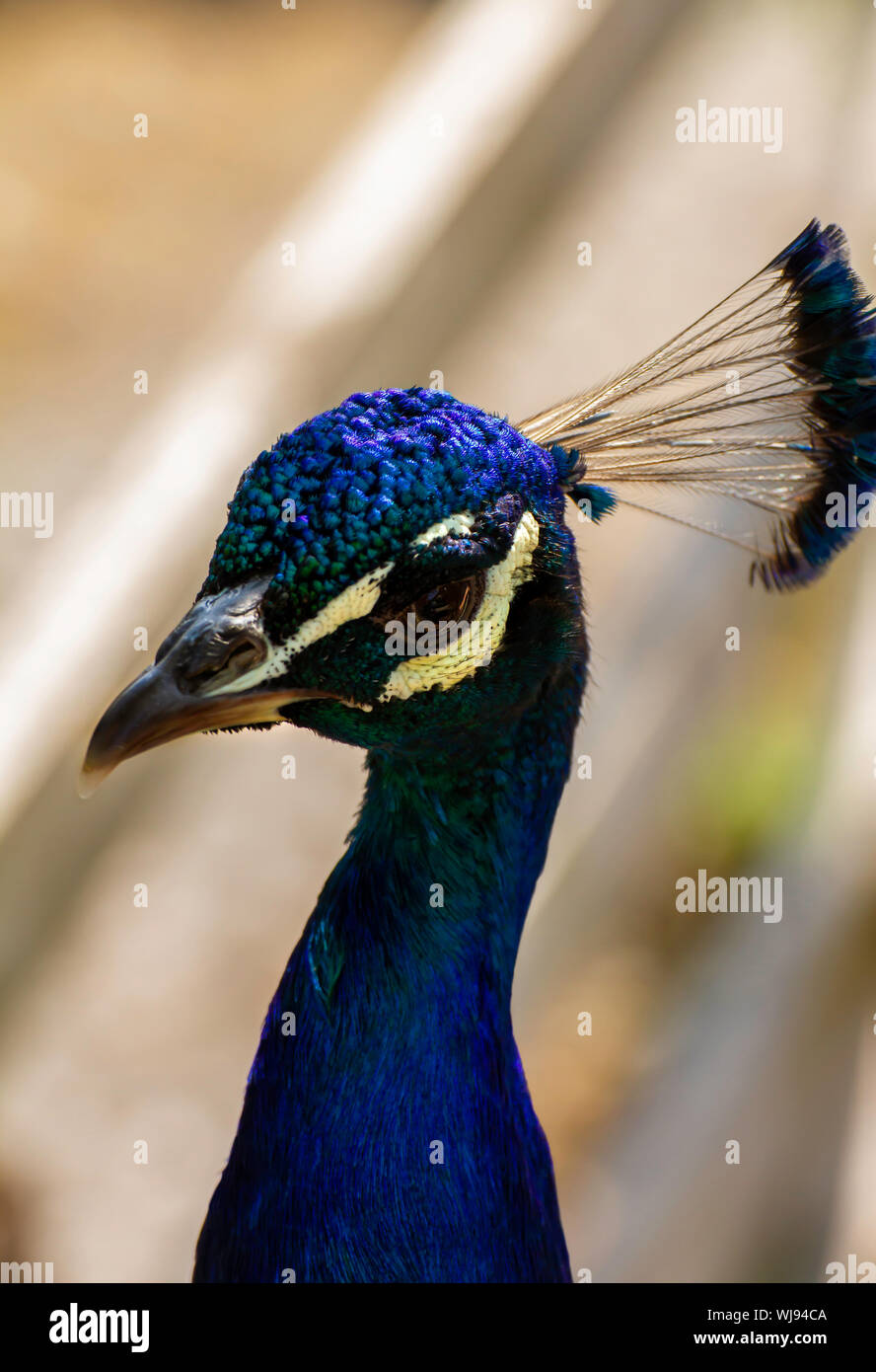 Paon bleu au Zoo de Paignton, Devon, UK Banque D'Images
