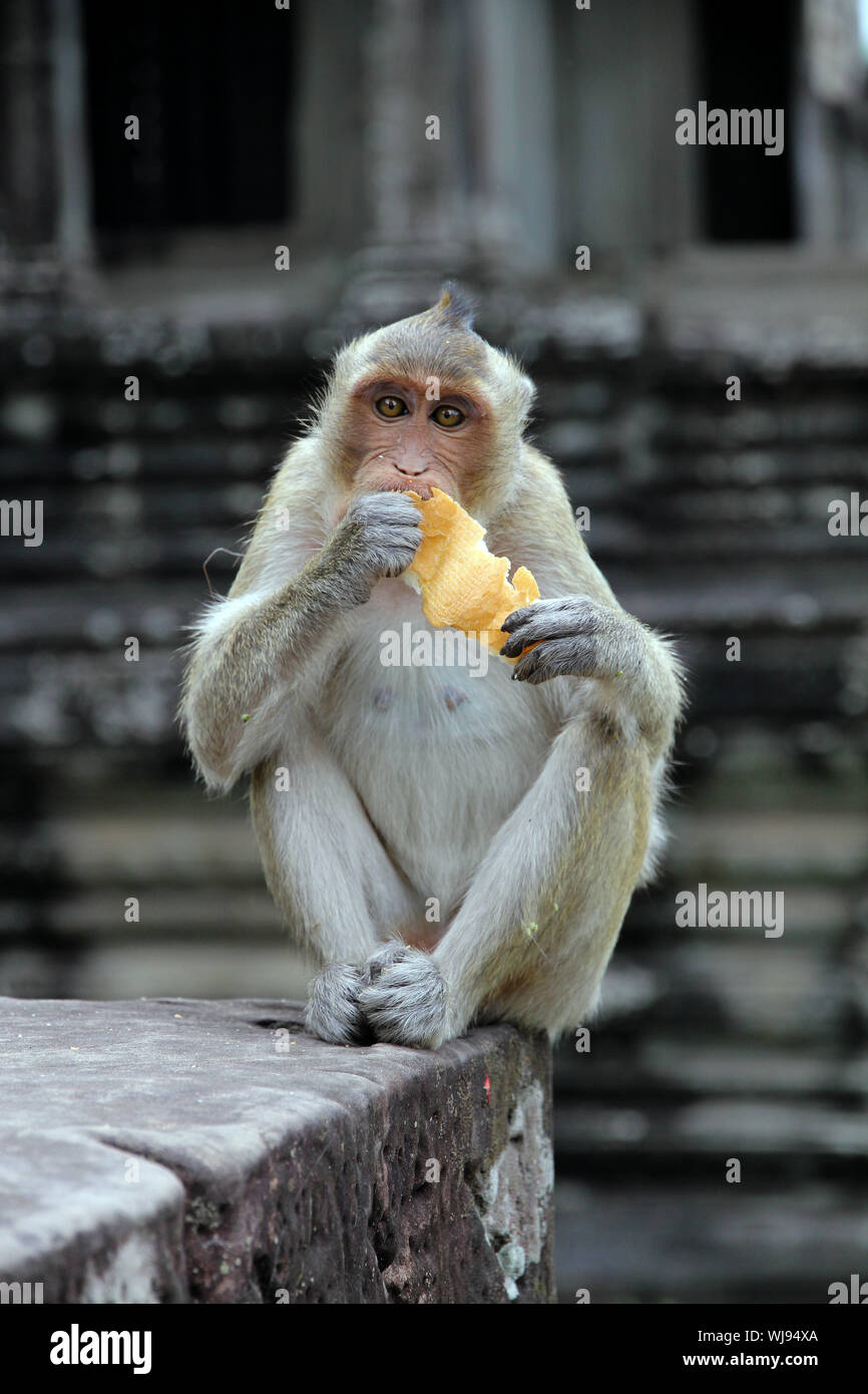 Singe Mignon Banque De Photographies Et D Images A Haute Resolution Alamy