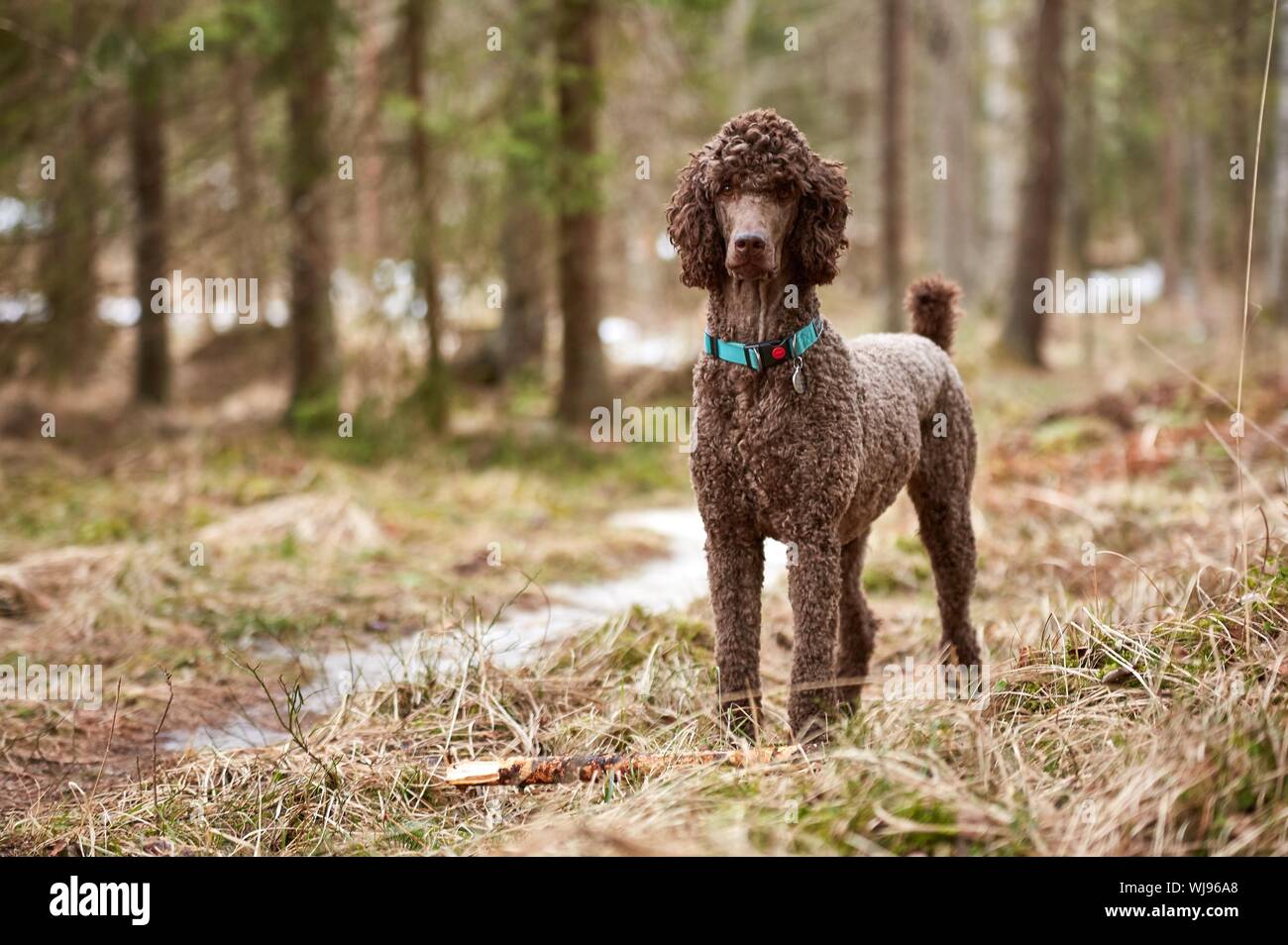 Portrait De Caniche Royal Brun On Grassy Field Photo Stock Alamy Portrait De Caniche Royal Brun On Grassy Field Photo Stock Alamy