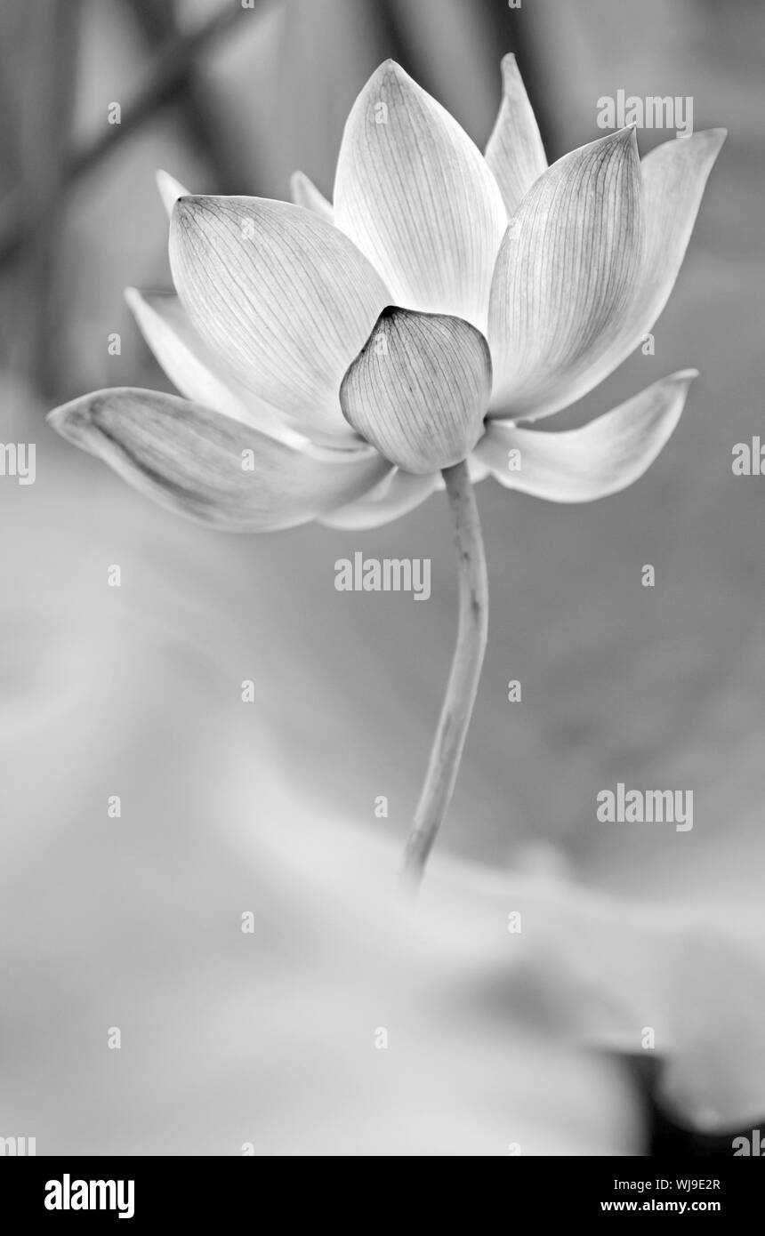 Décor de fleur de lotus dans la ferme dans ton noir et blanc. Banque D'Images