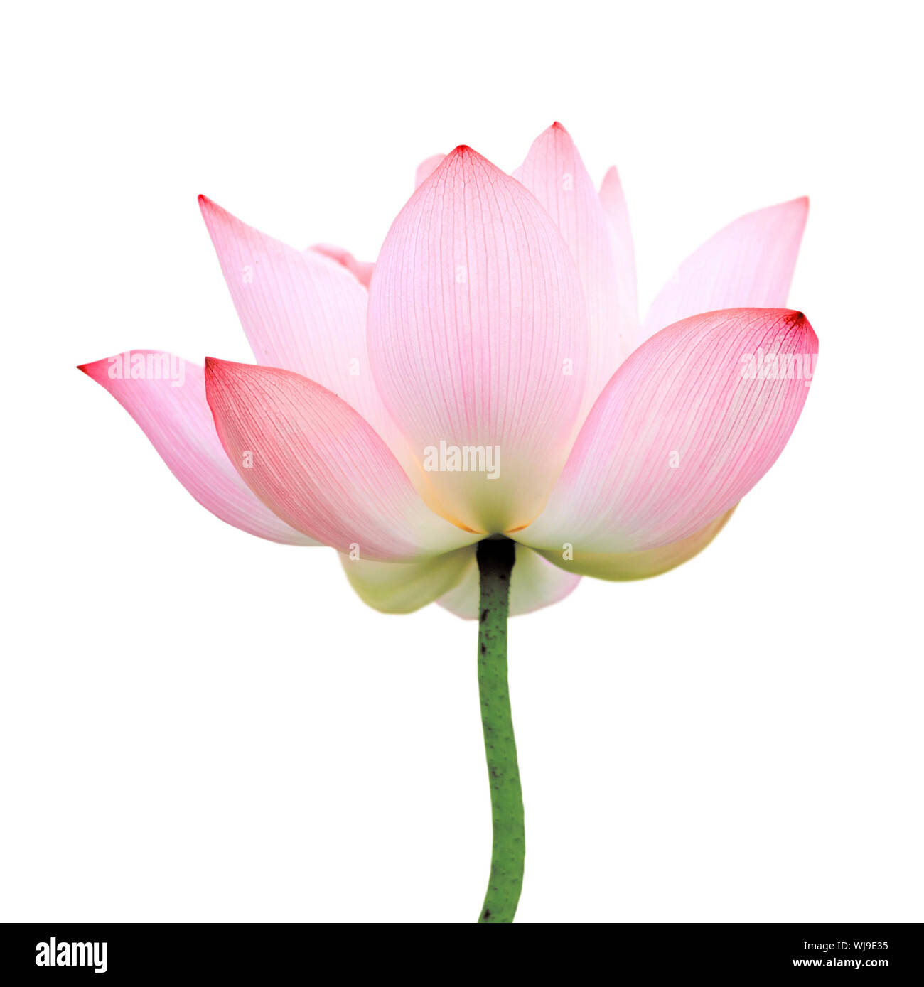 Fleur de Lotus isolé sur fond blanc. Banque D'Images