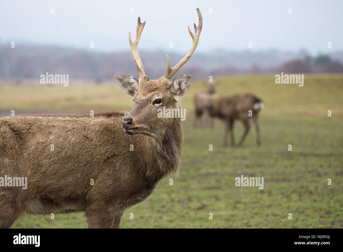 Portrait d'un chevreuil dans un champ Banque D'Images