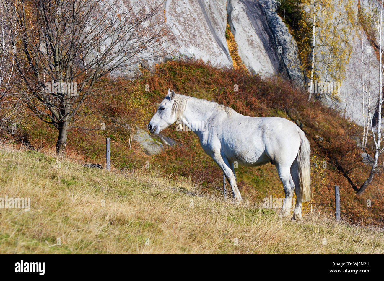 Cheval gris dans un pâturage dans les montagnes. La journée ensoleillée d'automne Banque D'Images