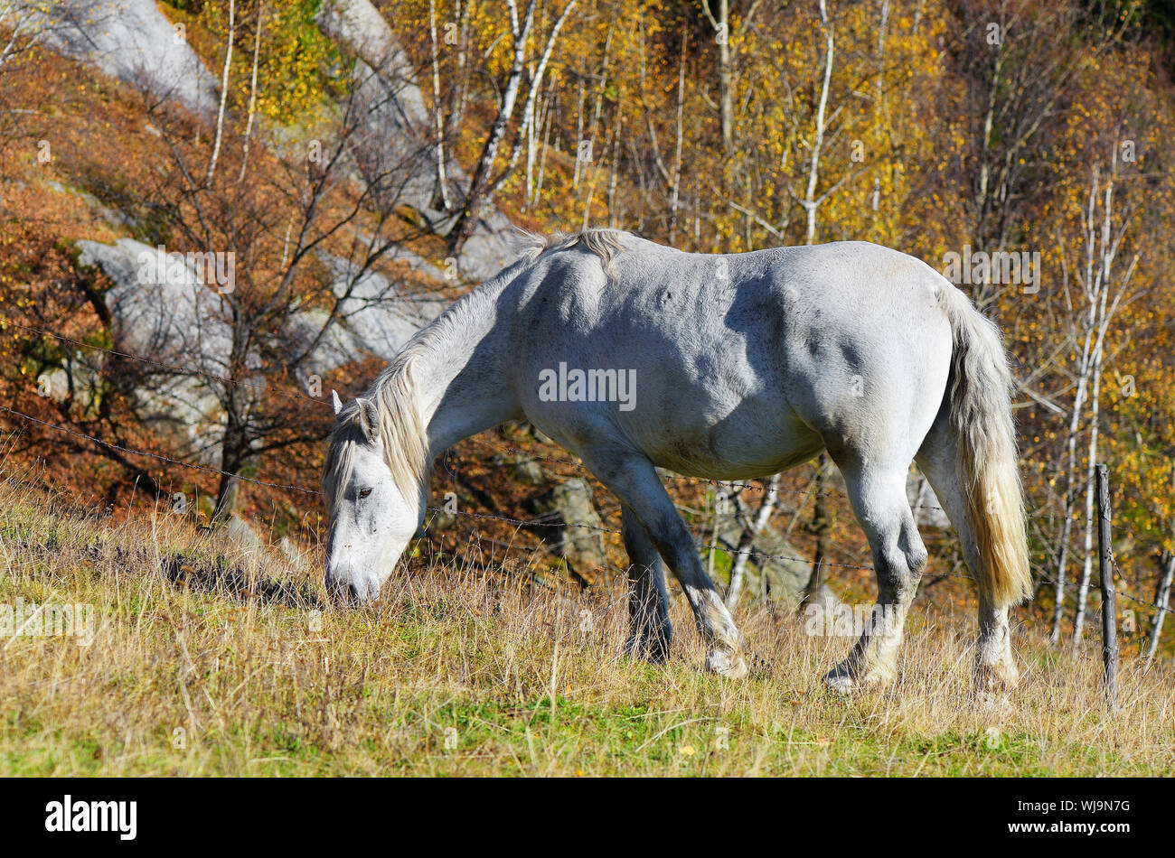 Cheval gris dans un pâturage dans les montagnes. La journée ensoleillée d'automne Banque D'Images