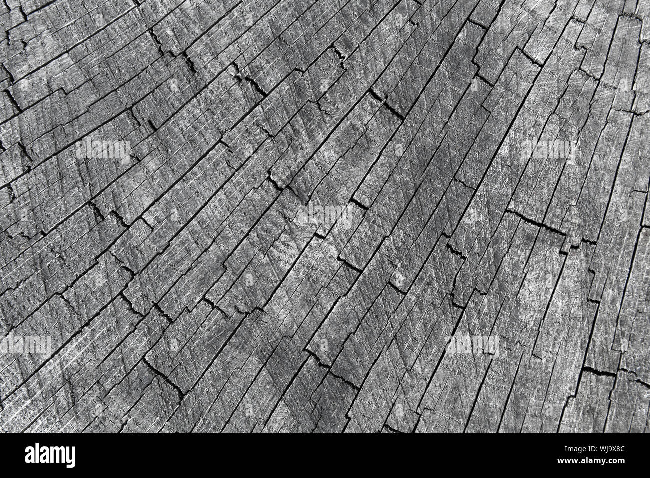 Vieux bois gris section avec fissures radiales, texture de fond photo Banque D'Images