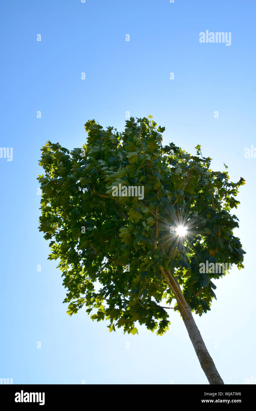 Soleil de l'été qui brillait à travers les feuilles d'un jeune sycomore créant un effet d'étoile Banque D'Images