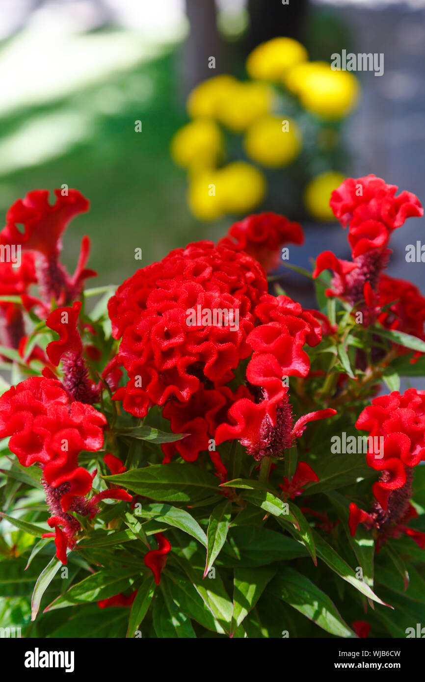 Fleur de Celosia rouge Vietnam Banque D'Images