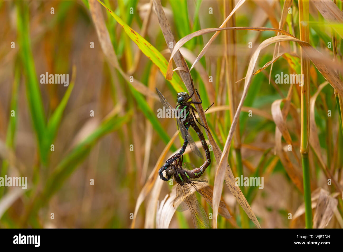 Marais libellule darner (Epiaschna heros) au cours de l'accouplement, la nature scène de central Wisconsin Banque D'Images