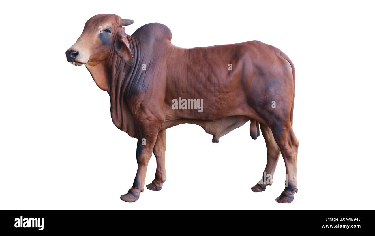 Un avocat de fruits en forme de poire avec une peau coriace, lisse, chair comestible huileuse et une grande pierre. Banque D'Images