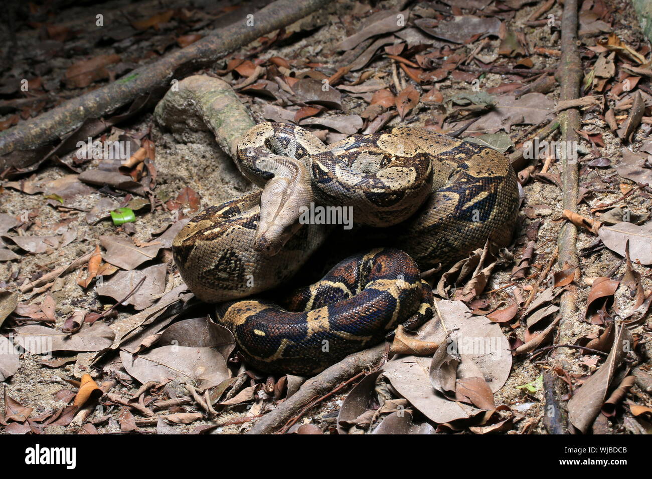 Cerf rouge Boa, Boa constrictor, Banque D'Images