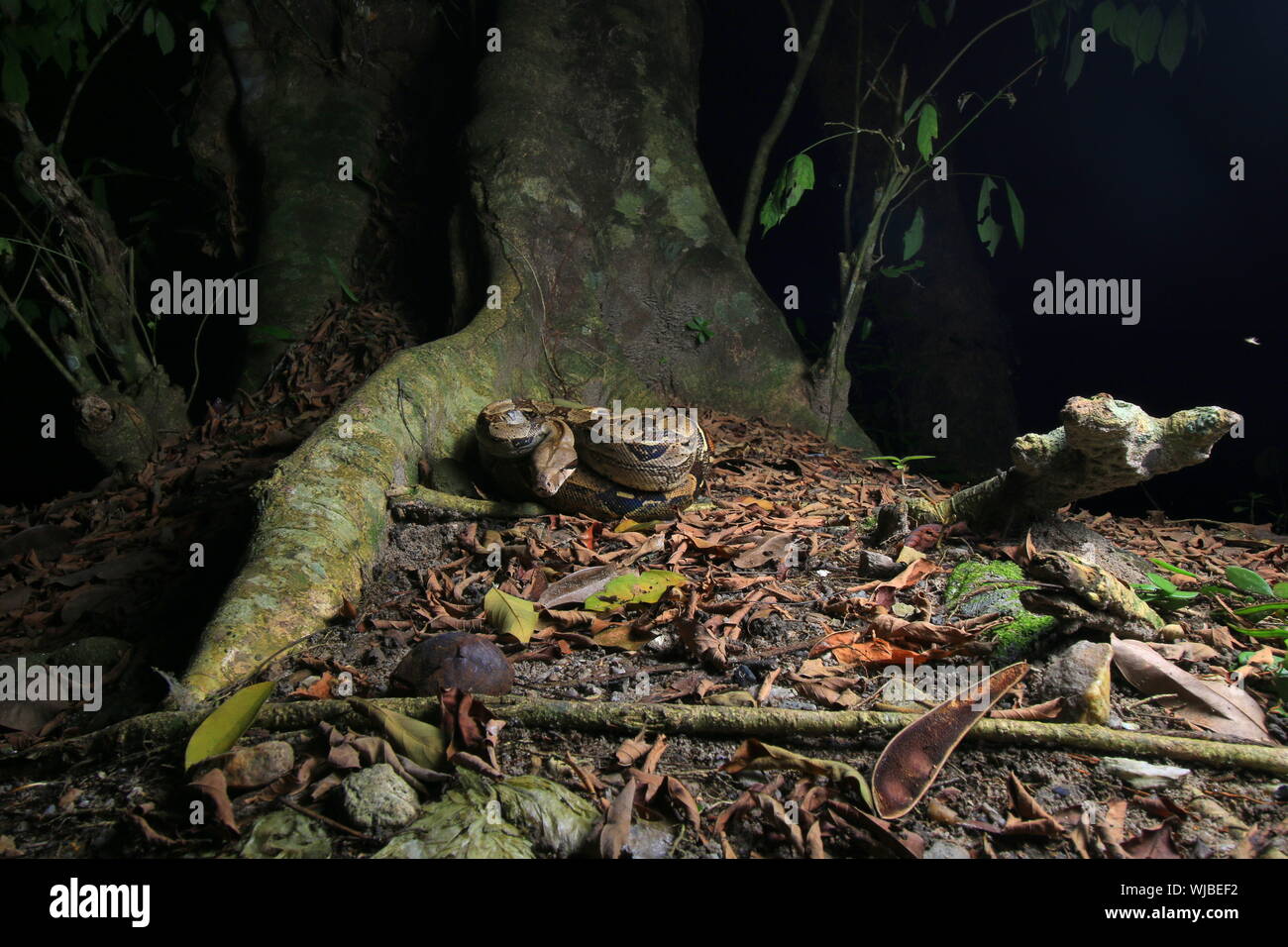Boa constricteur (Boa constrictor), aussi appelé le boa à queue rouge ou le boa, commun Banque D'Images