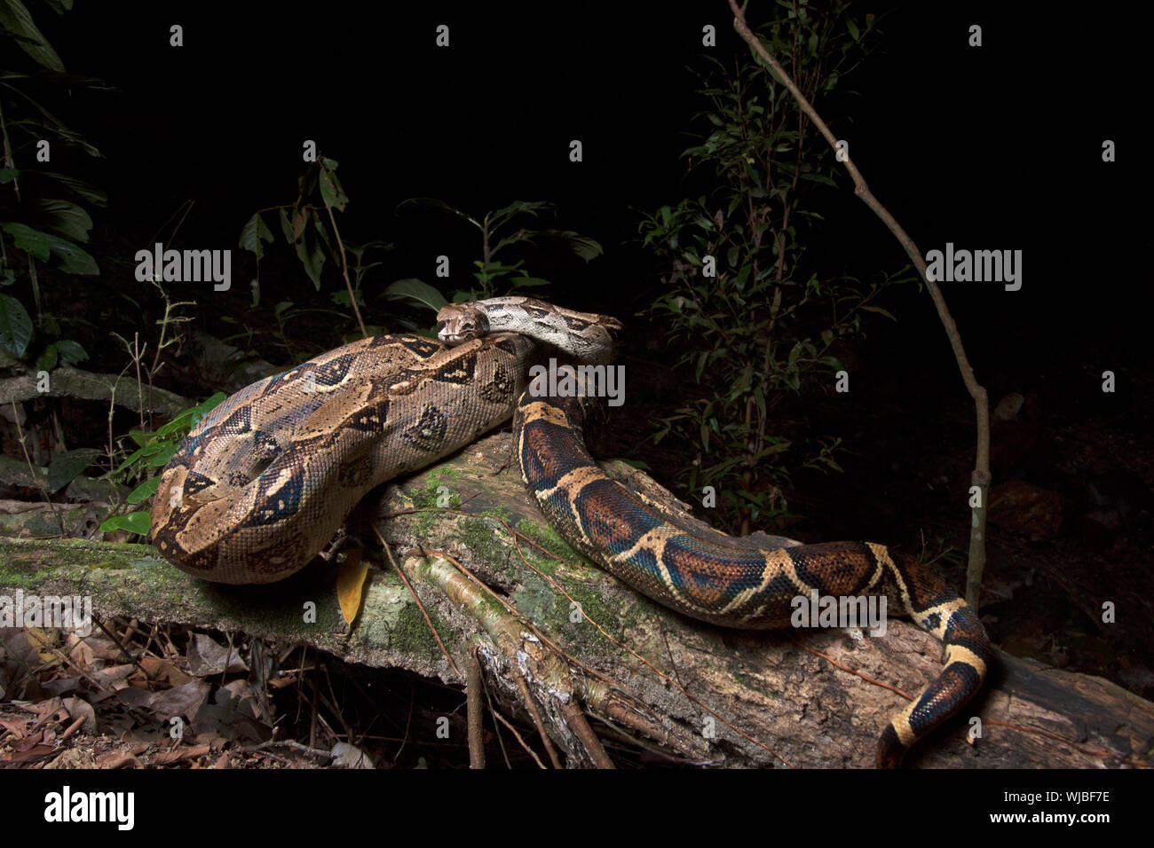 Boa constricteur (Boa constrictor), aussi appelé le boa à queue rouge ou le boa, commun Banque D'Images