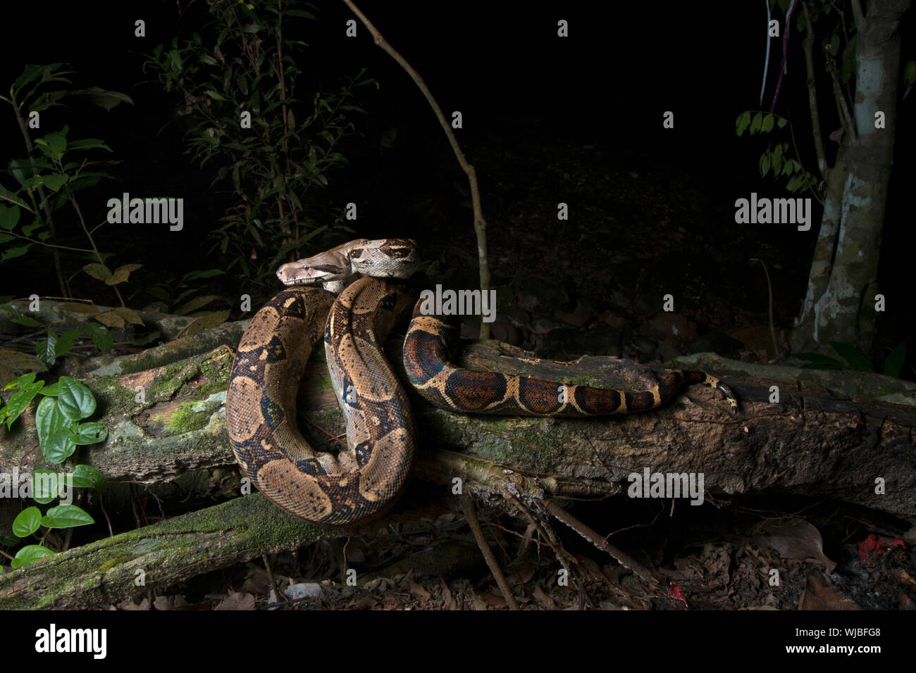 Boa constricteur (Boa constrictor), aussi appelé le boa à queue rouge ou le boa, commun Banque D'Images