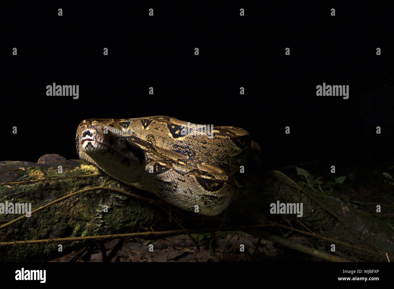 Boa constricteur (Boa constrictor), aussi appelé le boa à queue rouge ou le boa, commun Banque D'Images
