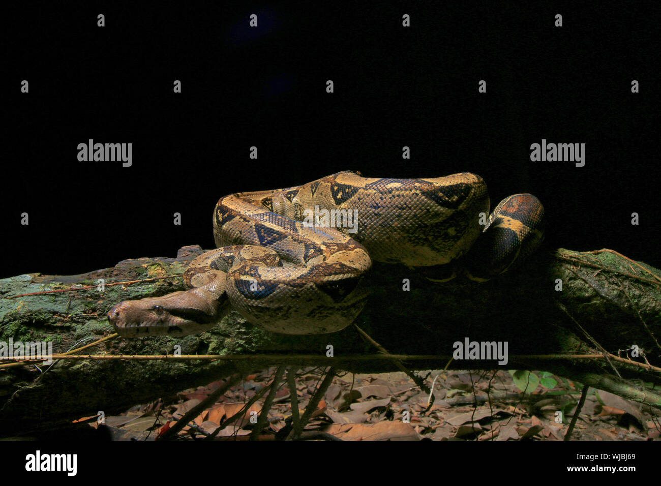 Boa constricteur (Boa constrictor), aussi appelé le boa à queue rouge ou le boa, commun Banque D'Images
