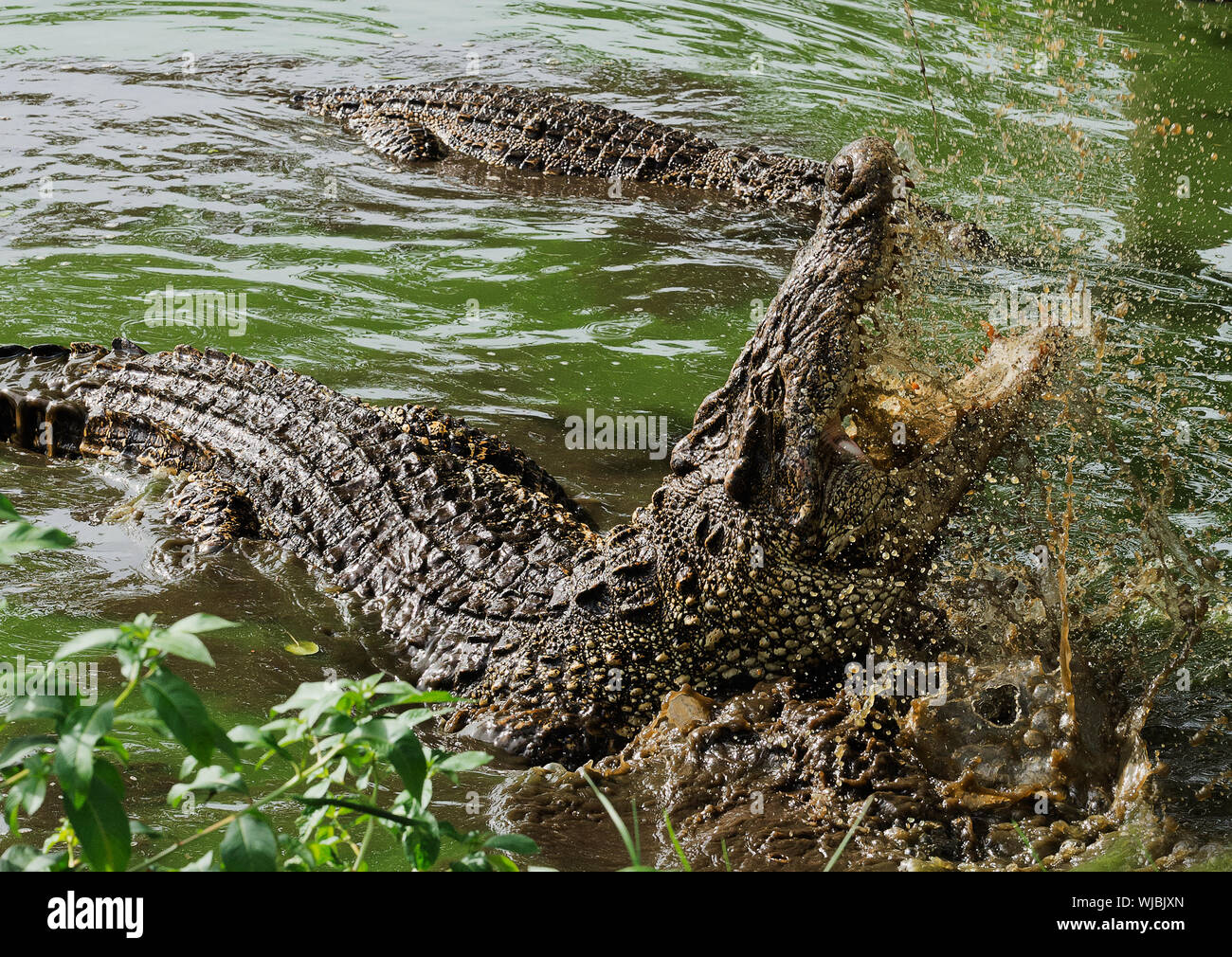 La bouche et des dents du crocodile de Cuba (Crocodylus rhombifer) de l'eau Banque D'Images