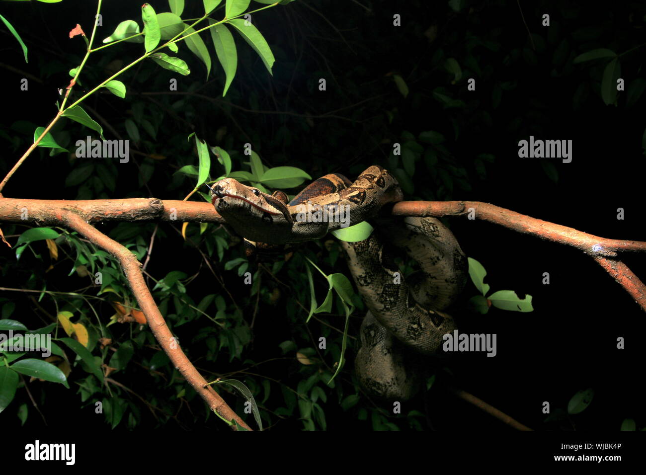 Boa constricteur (Boa constrictor), aussi appelé le boa à queue rouge ou le boa, commun Banque D'Images