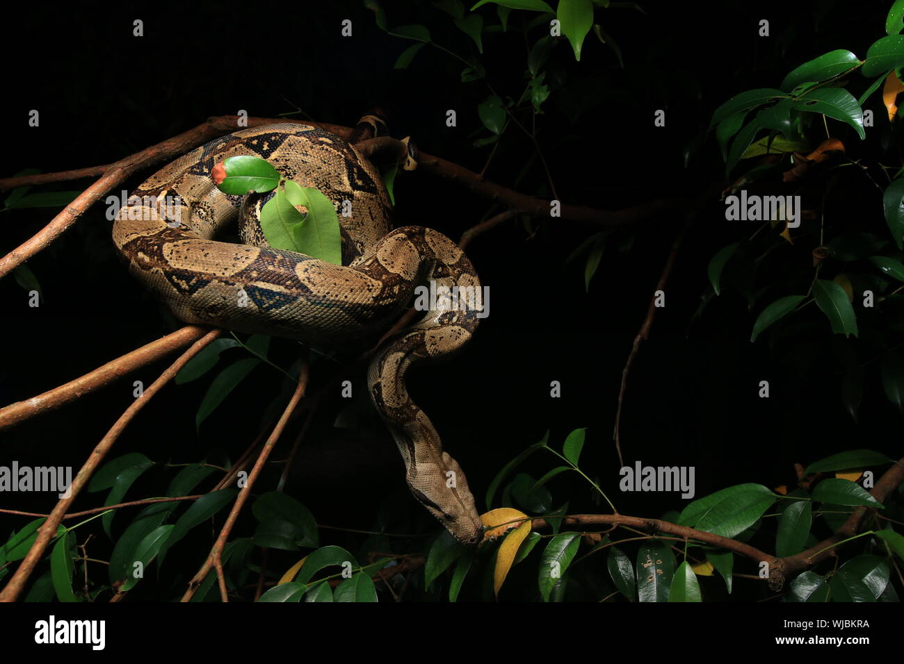 Boa constricteur (Boa constrictor), aussi appelé le boa à queue rouge ou le boa, commun Banque D'Images
