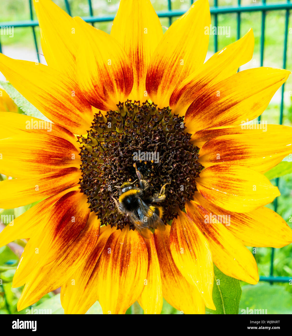La pollinisation des abeilles en tournesol. UK Banque D'Images