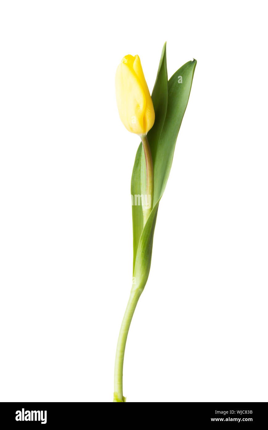 Une fleur de tulipe séparés. Isolé sur blanc. Banque D'Images