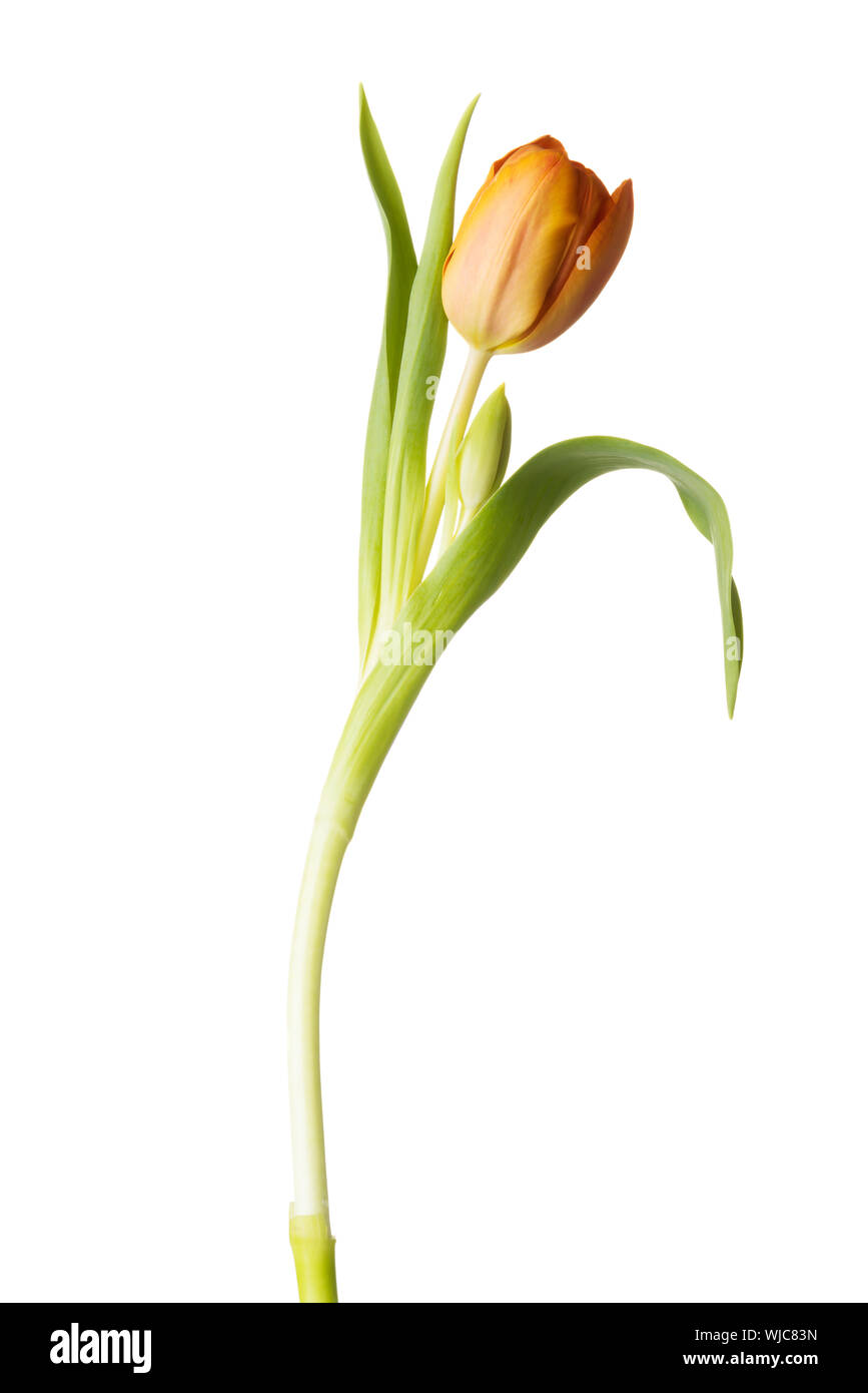 Une fleur de tulipe séparés. Isolé sur blanc. Banque D'Images