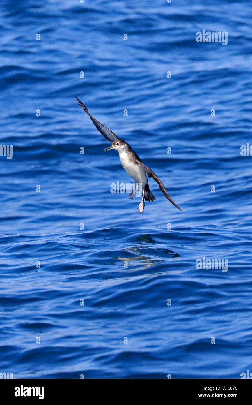Puffins entrée en terres off Scilly en Août Banque D'Images