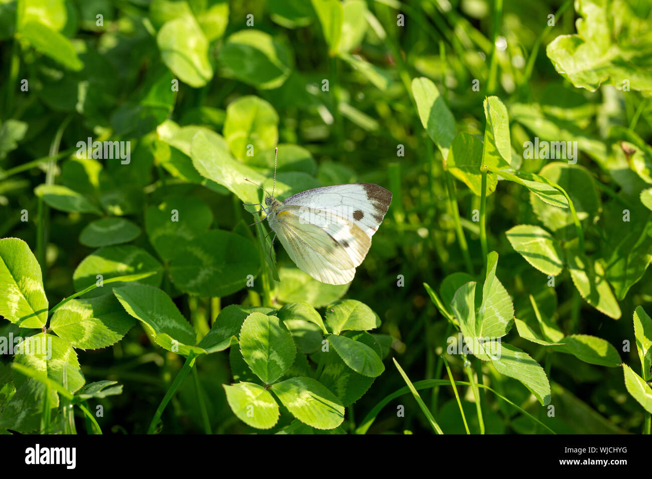 Papillon blanc à carreaux sur un Indien fleur Couverture Banque D'Images
