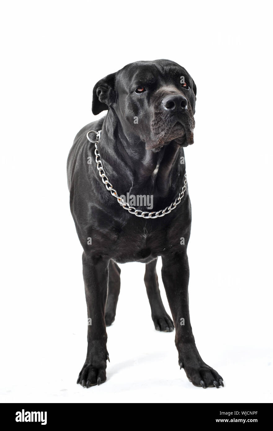 Portrait d'un noir de race Mastiff cane corso italien ou en studio Banque D'Images
