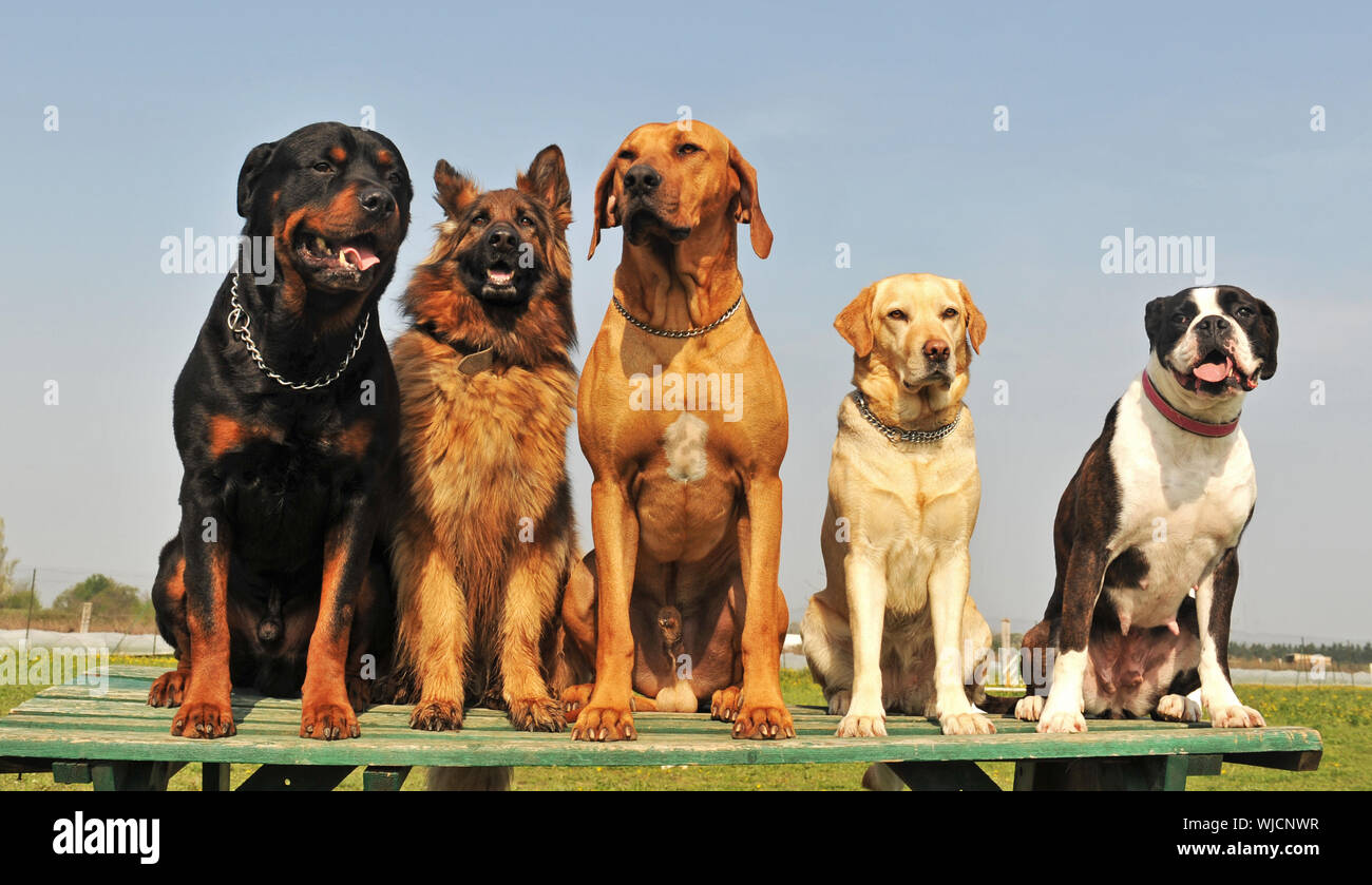 Cinq gros chien de race assis dans une journée de printemps Photo Stock -  Alamy