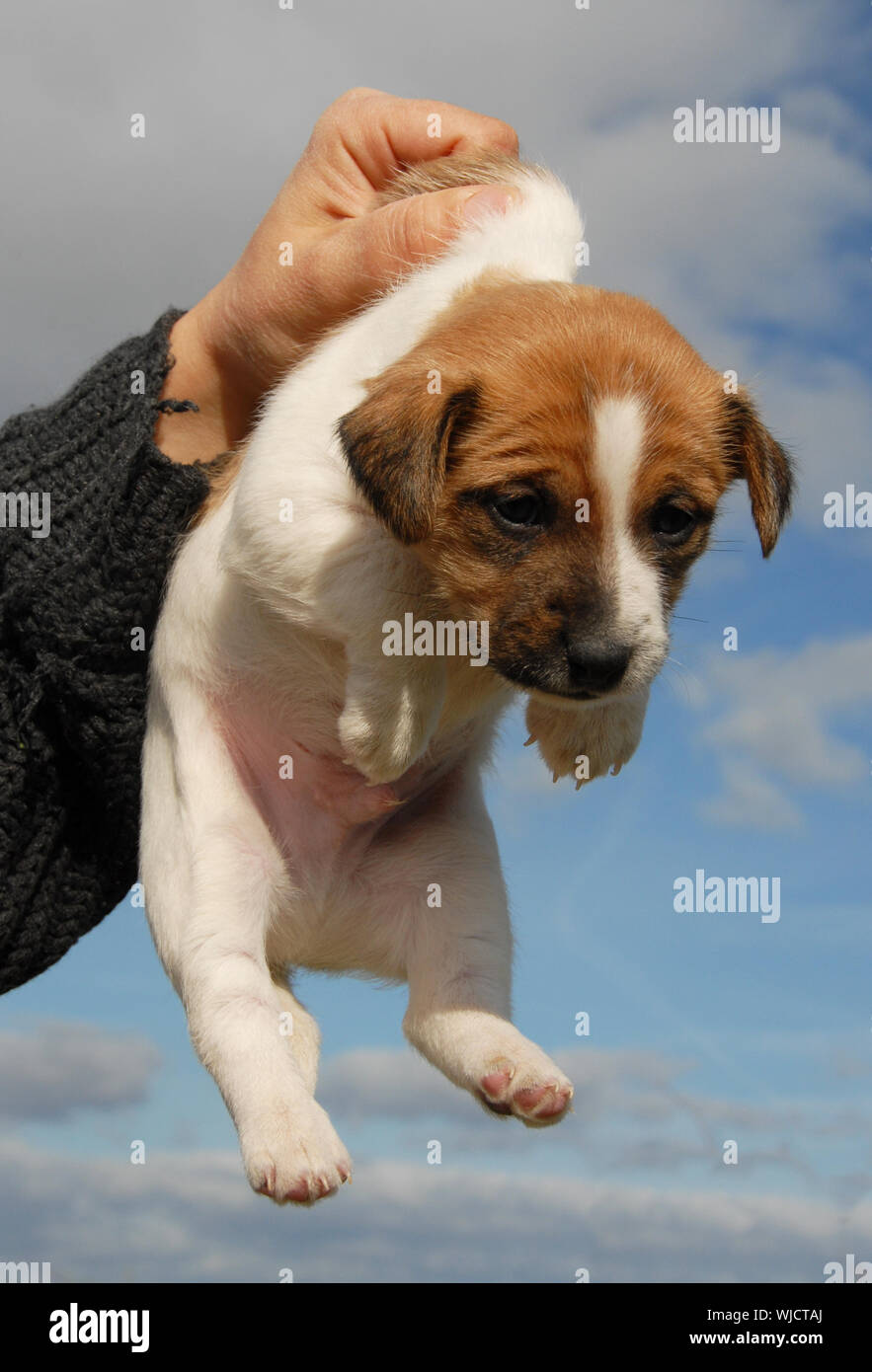 Tres Jeune Chiot Jack Russel Terrier Pure Race Photo Stock Alamy Tres Jeune Chiot Jack Russel Terrier Pure Race Photo Stock Alamy