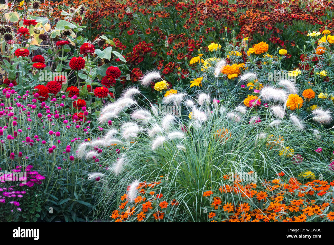 Belles fleurs de jardin dans le jardin cottage Flowerbed Fountain Grass Red zinnias Marigolds, Zinnia 'profusion Orange' Pennisetum villosum mixte Banque D'Images