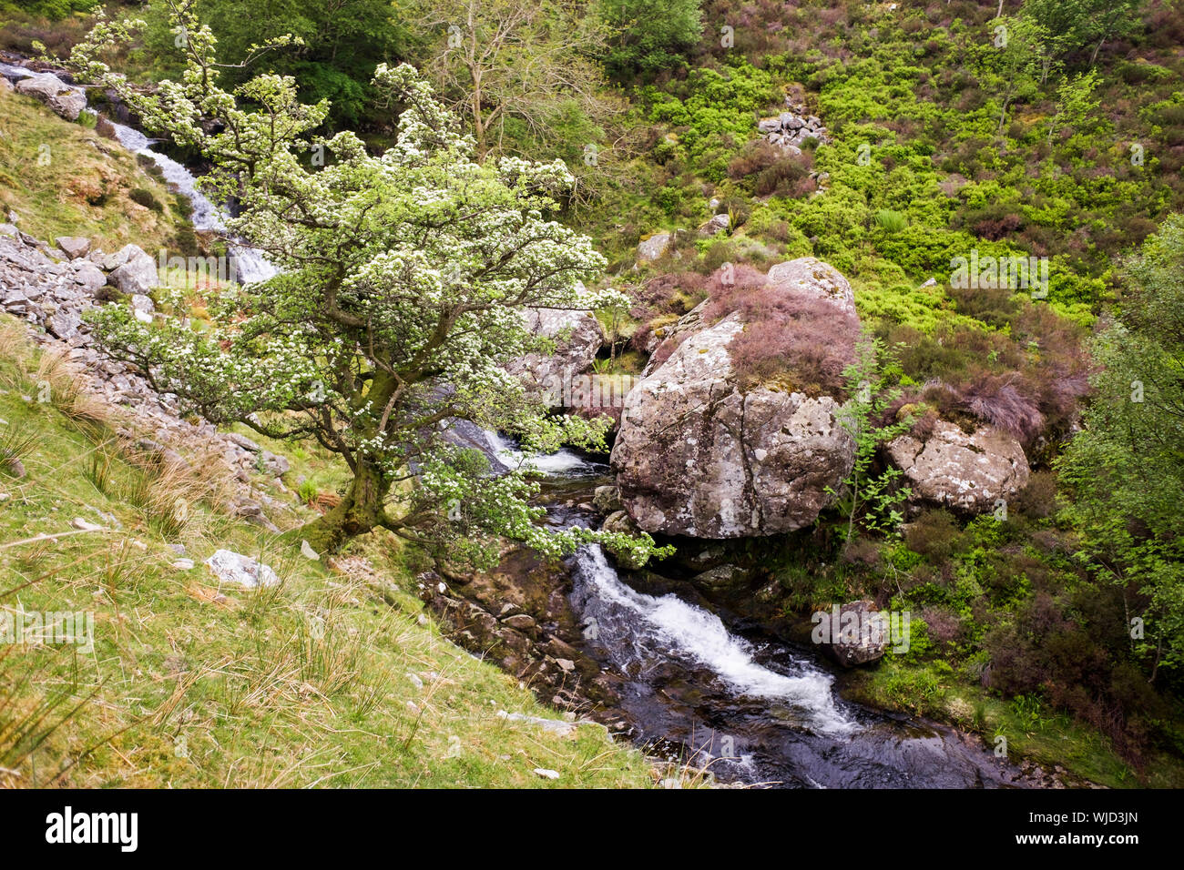 La floraison l'aubépine (Crataegus monogyna) Bush de plus en plus à l'abri par les gorges d'Afon Goch ruisseau de montagne dans la région de collines du nord de Snowdonia. Gwynedd au Pays de Galles UK Banque D'Images