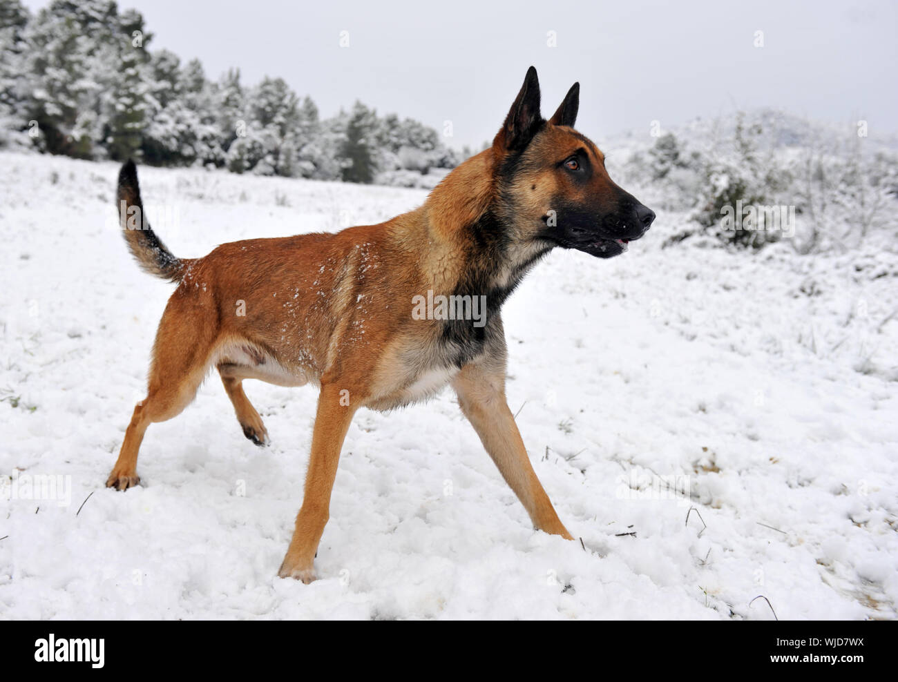 Race berger belge malinois vigilance dans la neige Banque D'Images