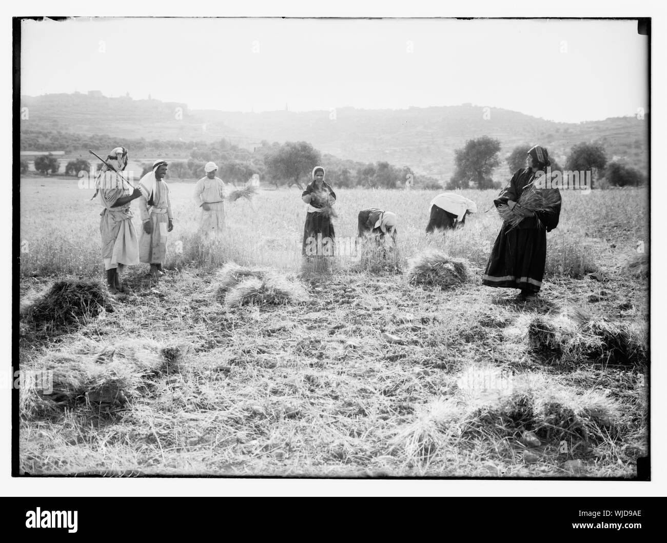 La récolte et le battage des scènes de plancher dans l'histoire de Ruth et Boaz Banque D'Images