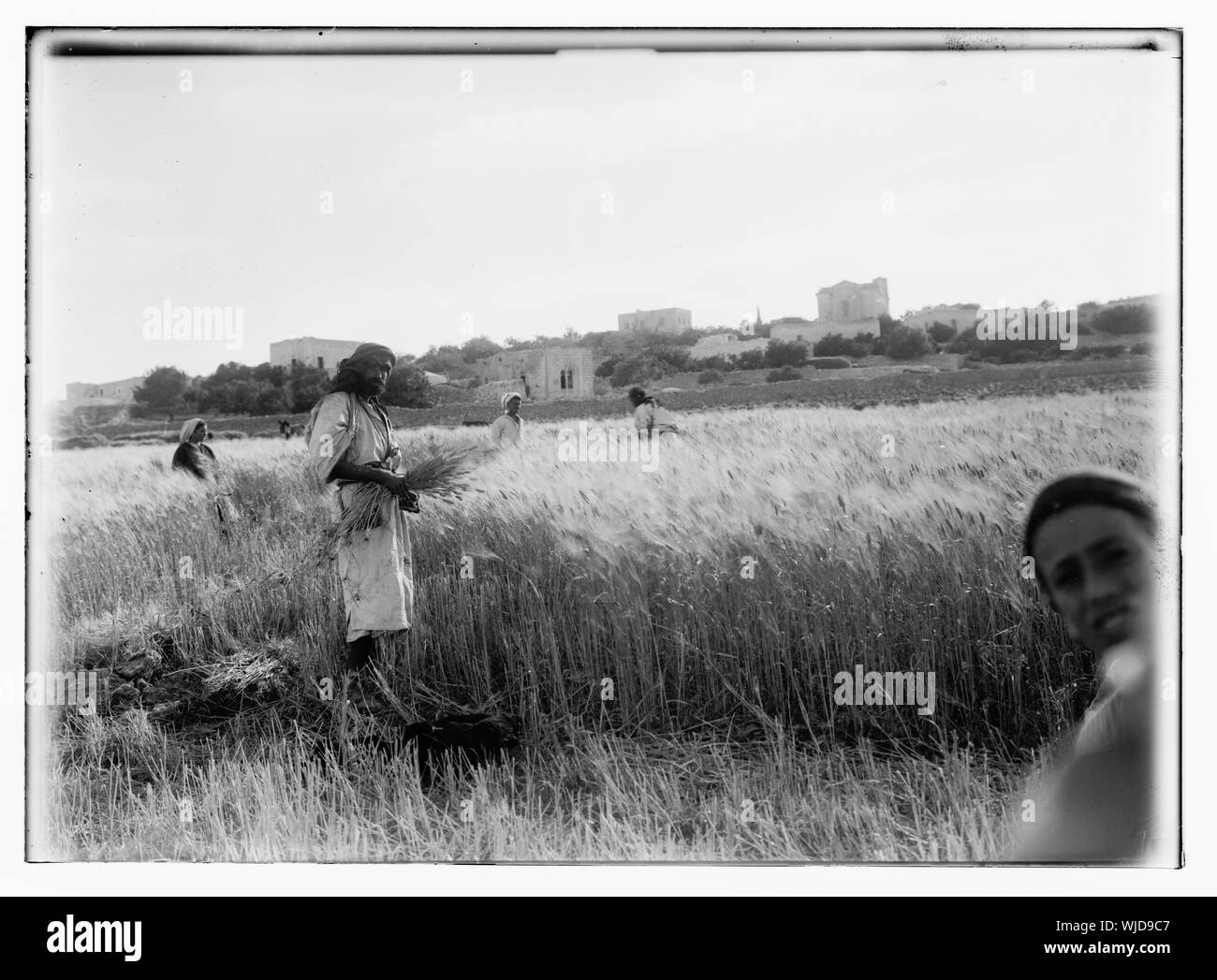 La récolte et le battage des scènes de plancher dans l'histoire de Ruth et Boaz Banque D'Images