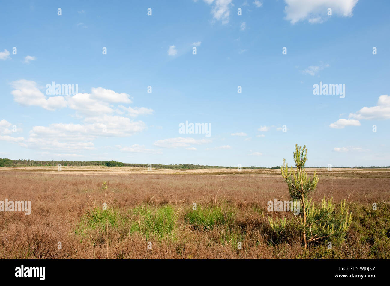 Heather les champs en Hollande paysage Banque D'Images