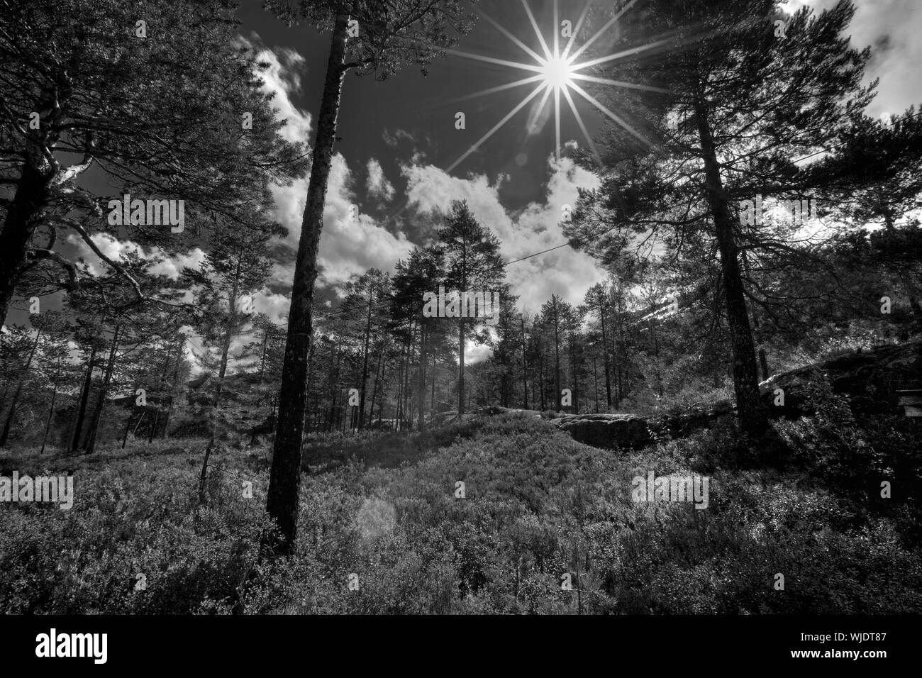 Image noir et blanc d'une forêt norvégienne Banque D'Images